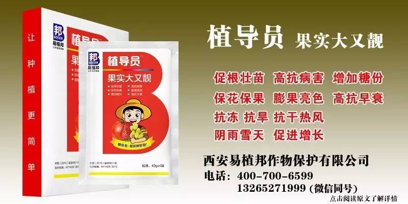 澳门王中王100%期期中一期,澳门王中王100%期期中一期，揭示背后的真相与警示社会