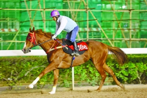 今晚澳门马出什么特马,关于今晚澳门马会出什么特马的分析与预测（违法犯罪问题警示）